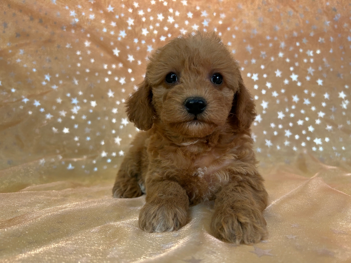 Female Schnoodle Puppy for Sale, Mini, DOB 9-1-2024 $950